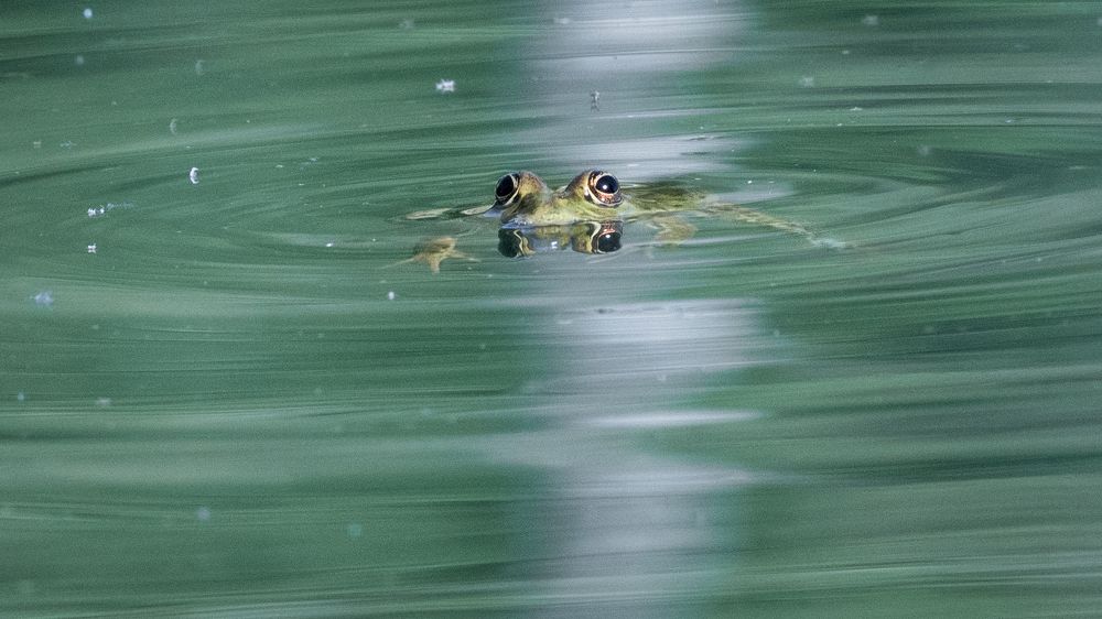 Эти глаза напротив...