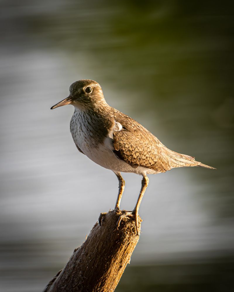 Бдительный перевозчик (A vigilant common sandpiper)