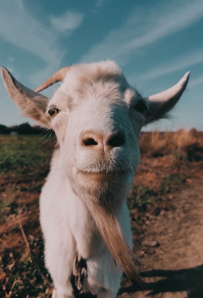 Фотография автора Константин Григорьев