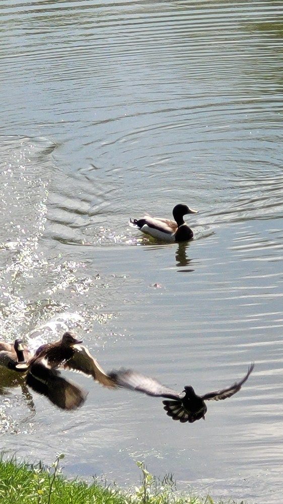 Утиный рай.