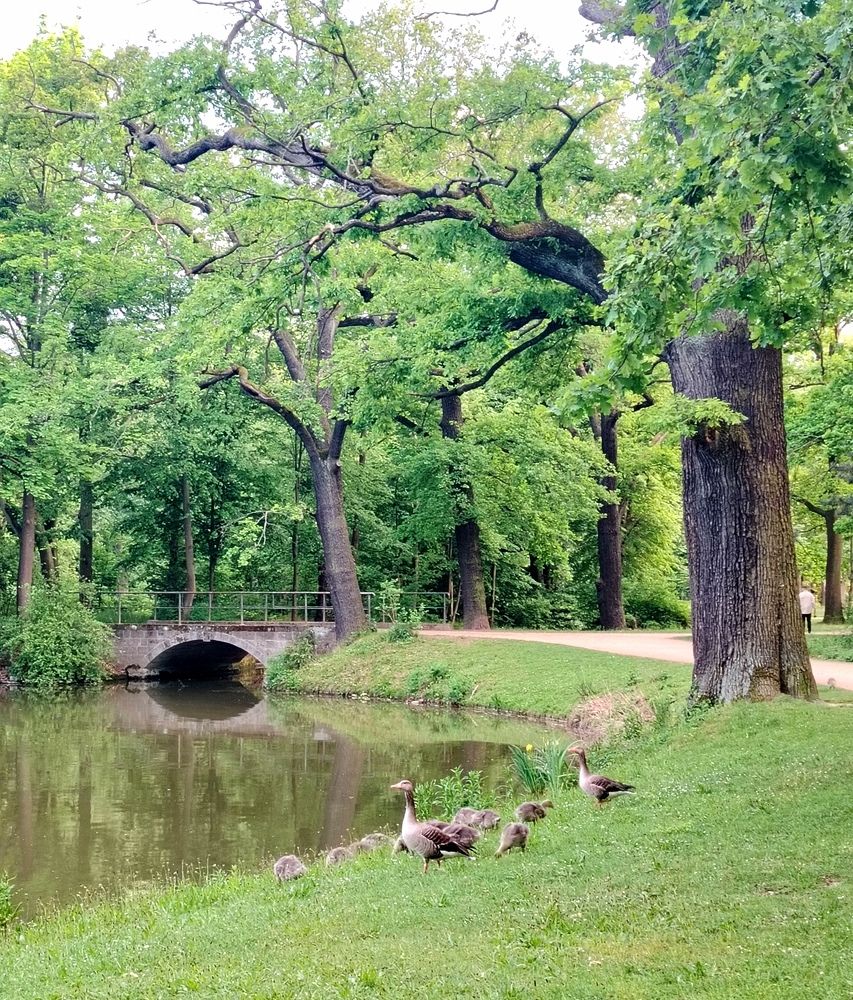 Дрезден. Городской сад