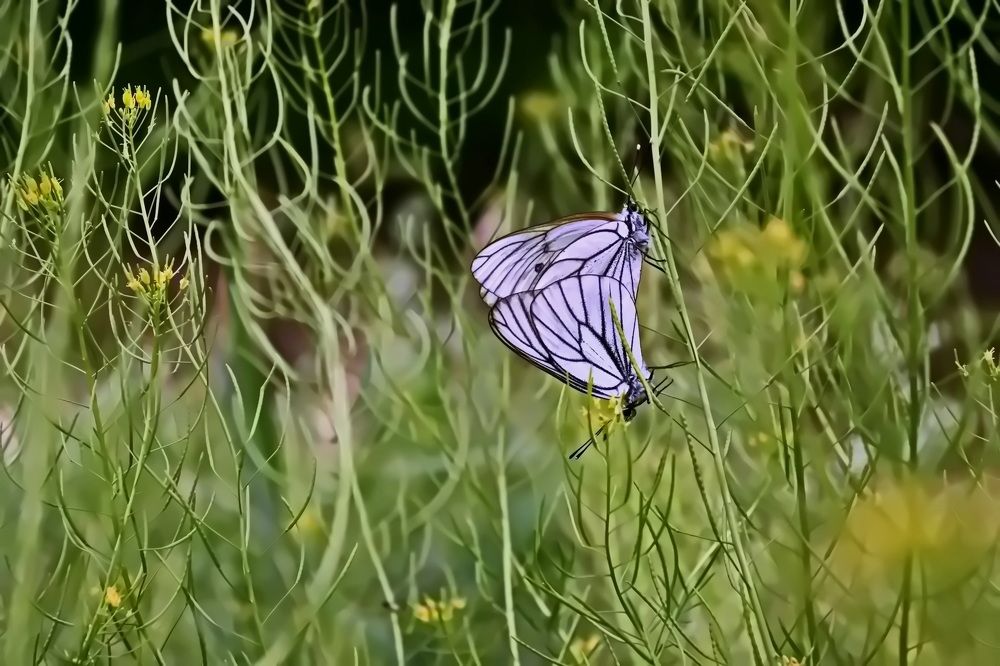 Photograph by Наталья Баранова