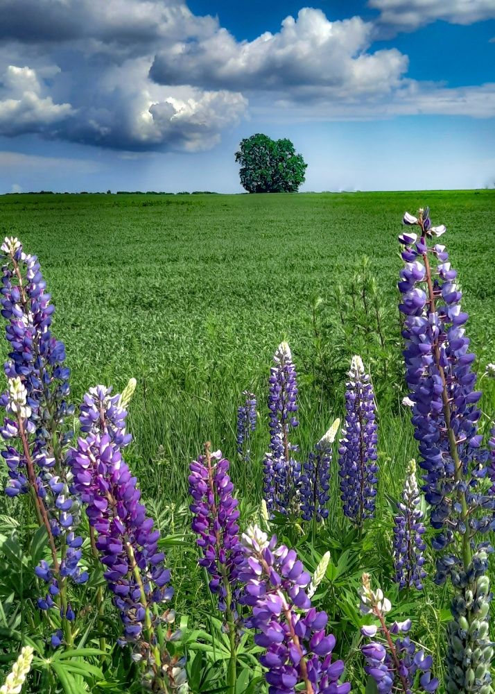 Фотография автора Irina Vornacheva