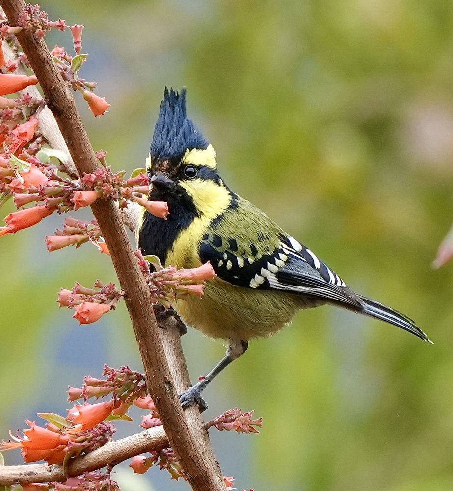 Photograph by Sankalp Rajvanshi