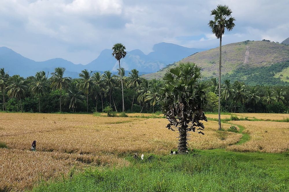 Photograph by Sudhakaran Kookiri