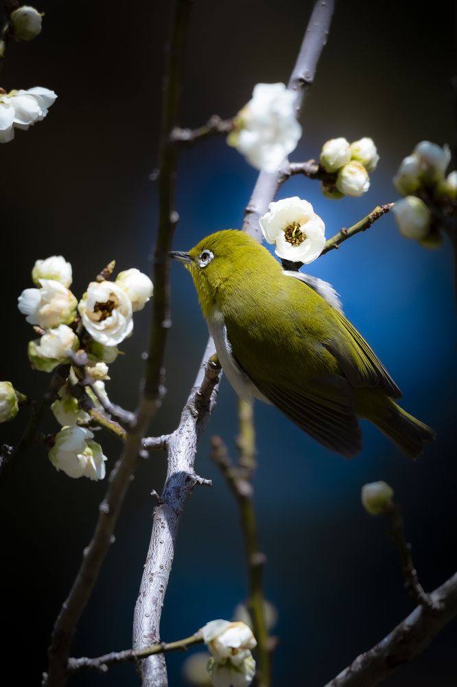 Photograph by photo_booooy