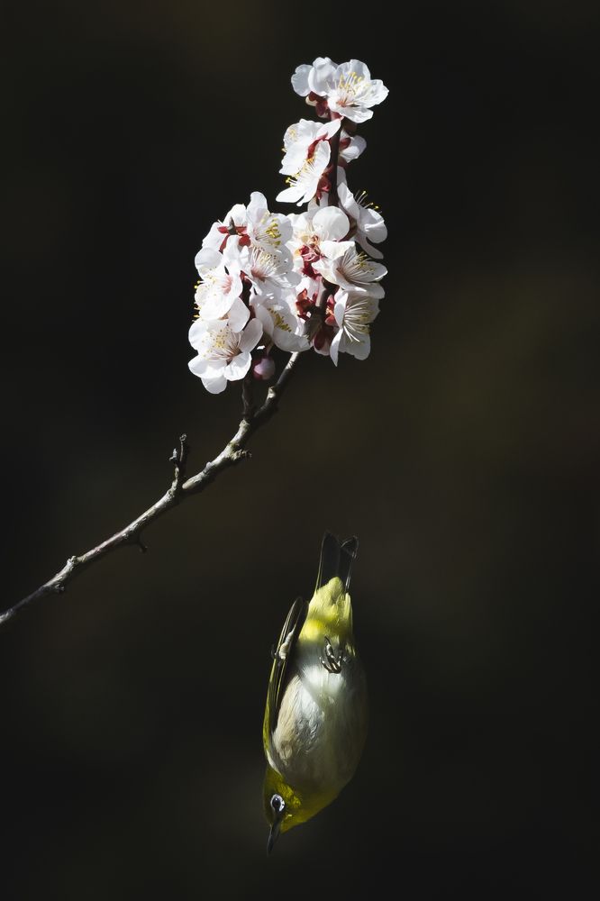 Photograph by photo_booooy