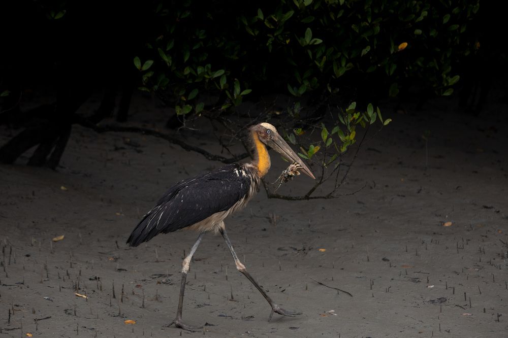 Hunting of Lesser Adjutant Stork
