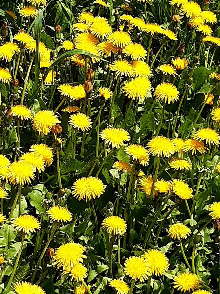 Фотография автора Наталья Шендяпина