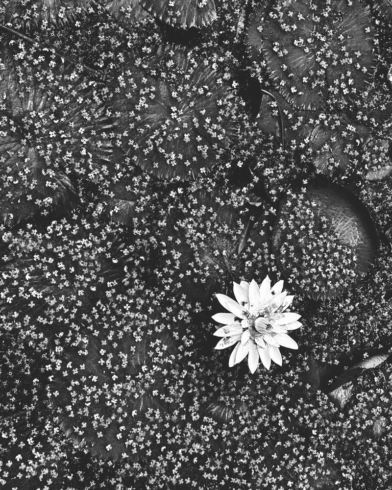 Photograph by Шевалье Татьяна