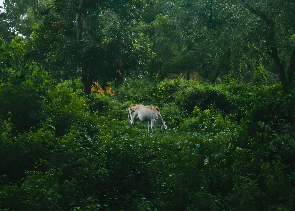 Photograph by Sabbir Sajin