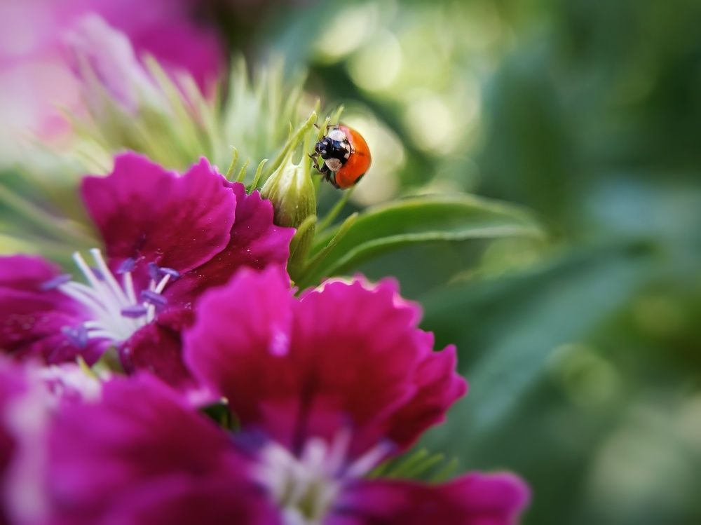Photograph by Кристина Панченко
