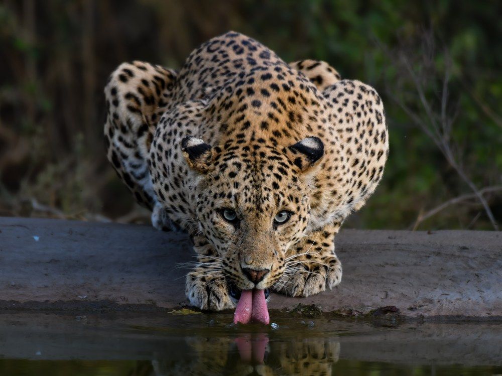 Photograph by Ashwani kasid