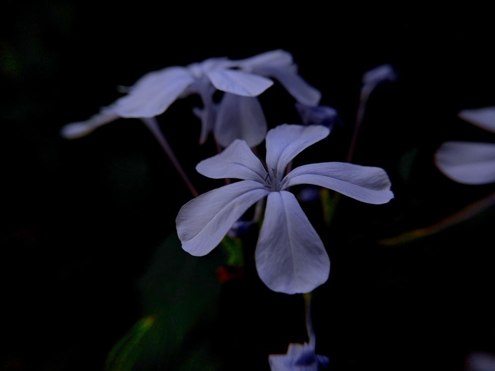 Фотография автора Ashim Lepcha