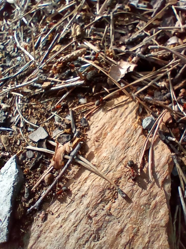 Photograph by Наталья Сырых