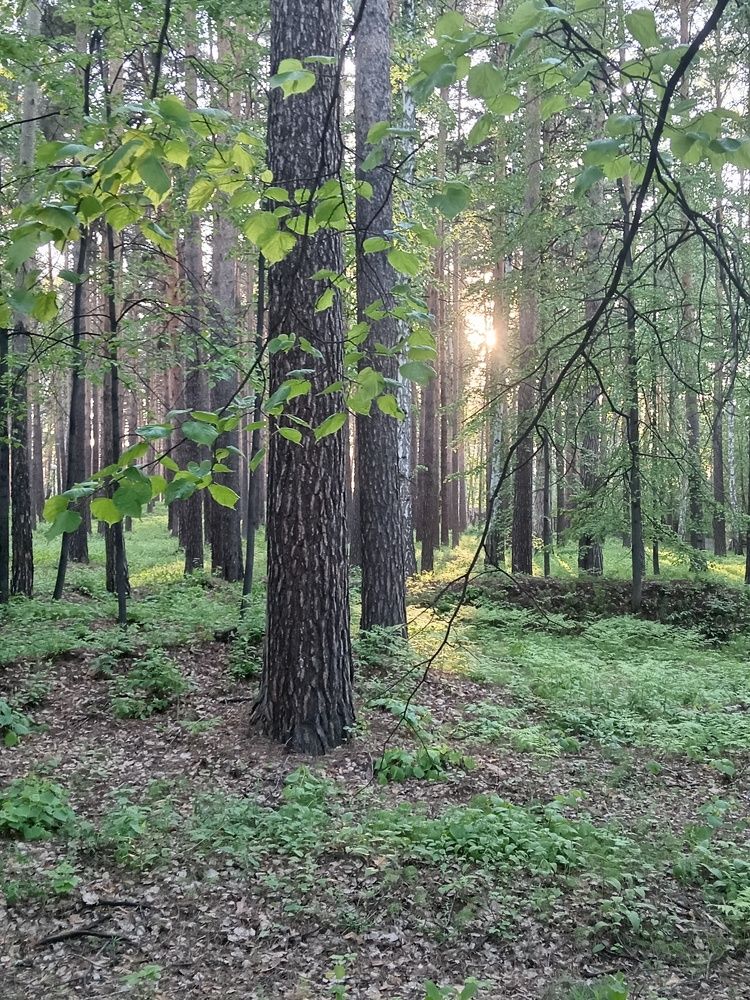 Солнечный путь