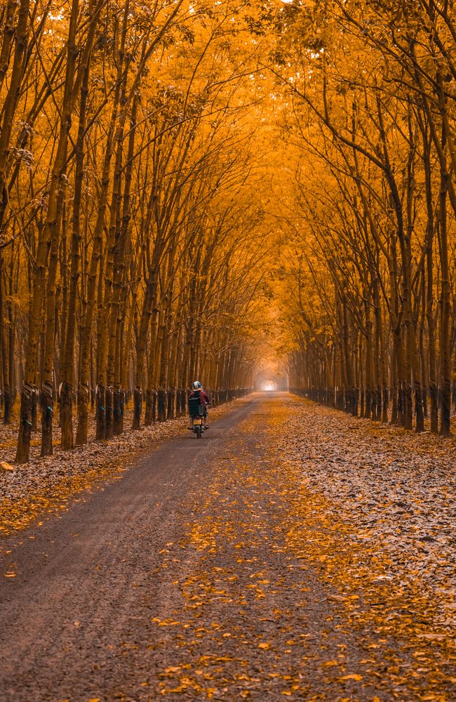 Фотография автора Đăng Cao