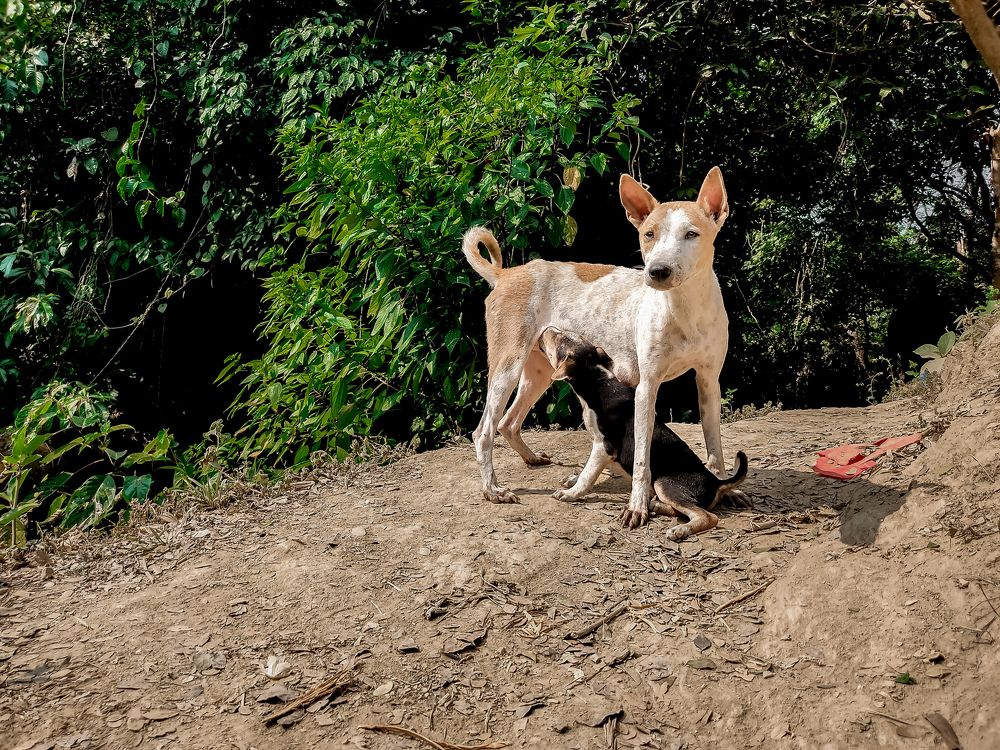 Фотография автора Emon Dey