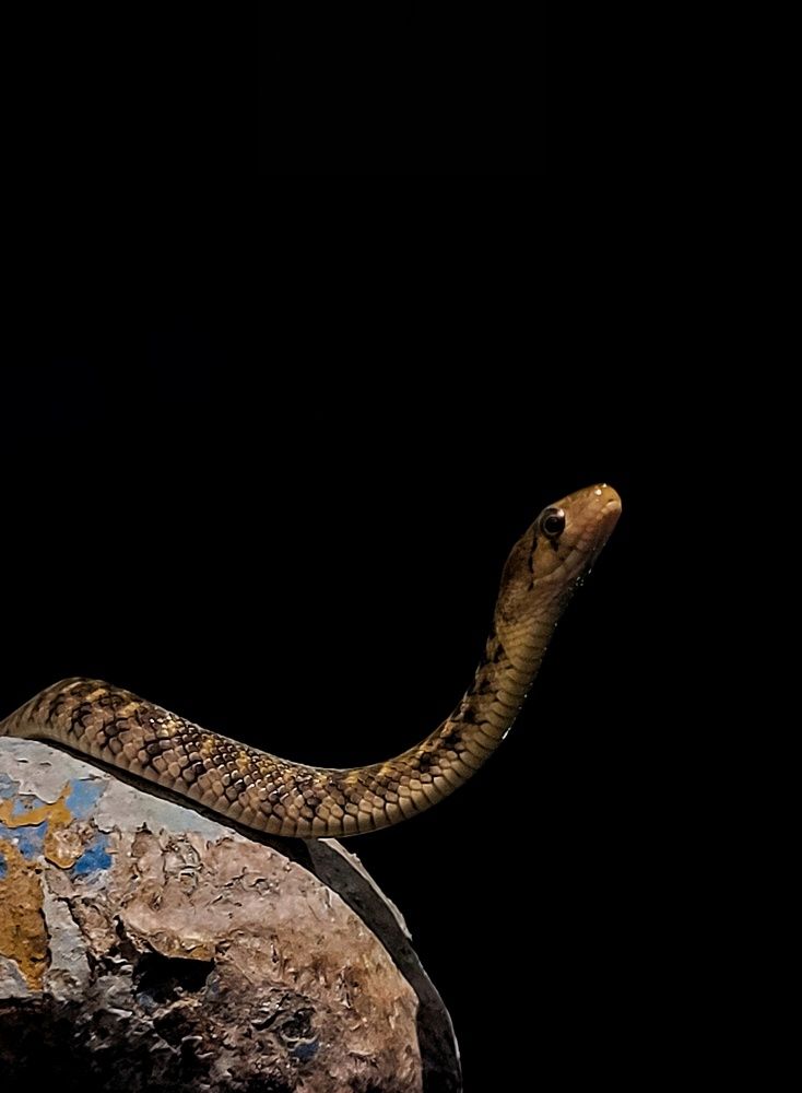 Checkered keelback photography