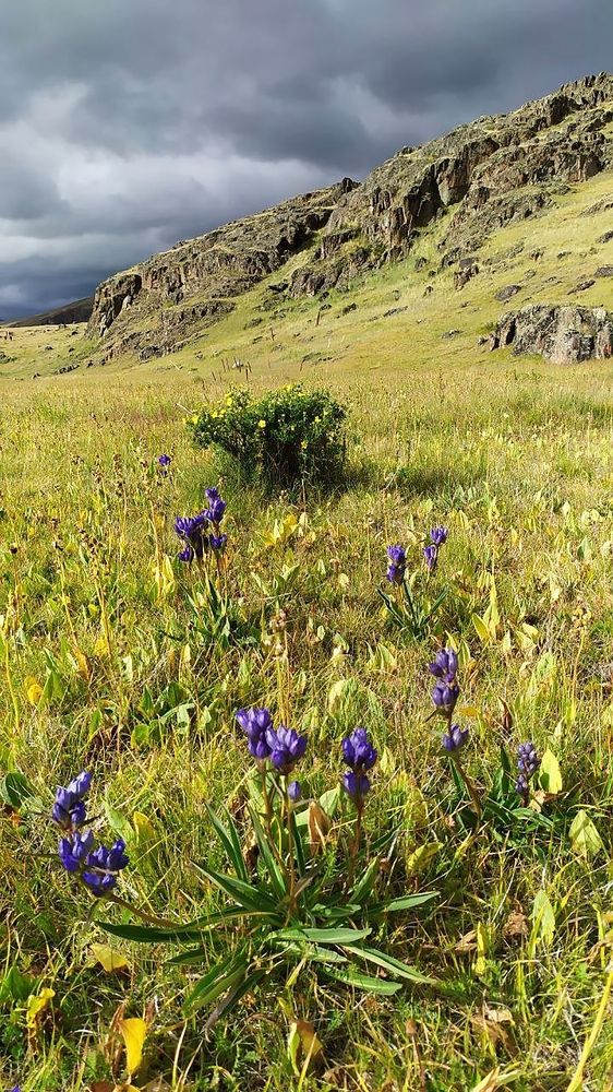 Лето в горах Алтая