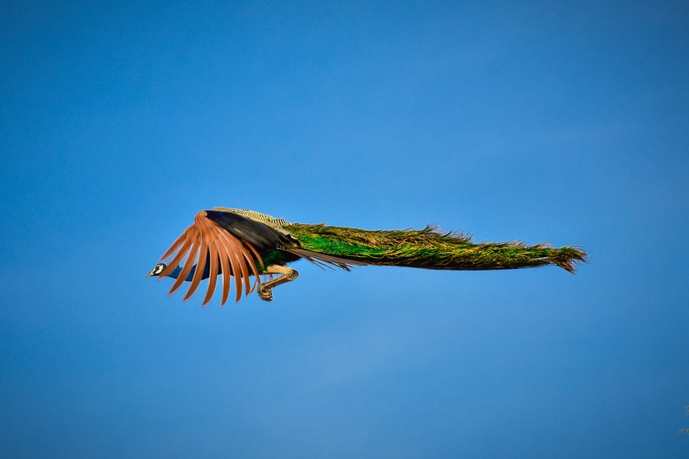 Photograph by Dileep Permar