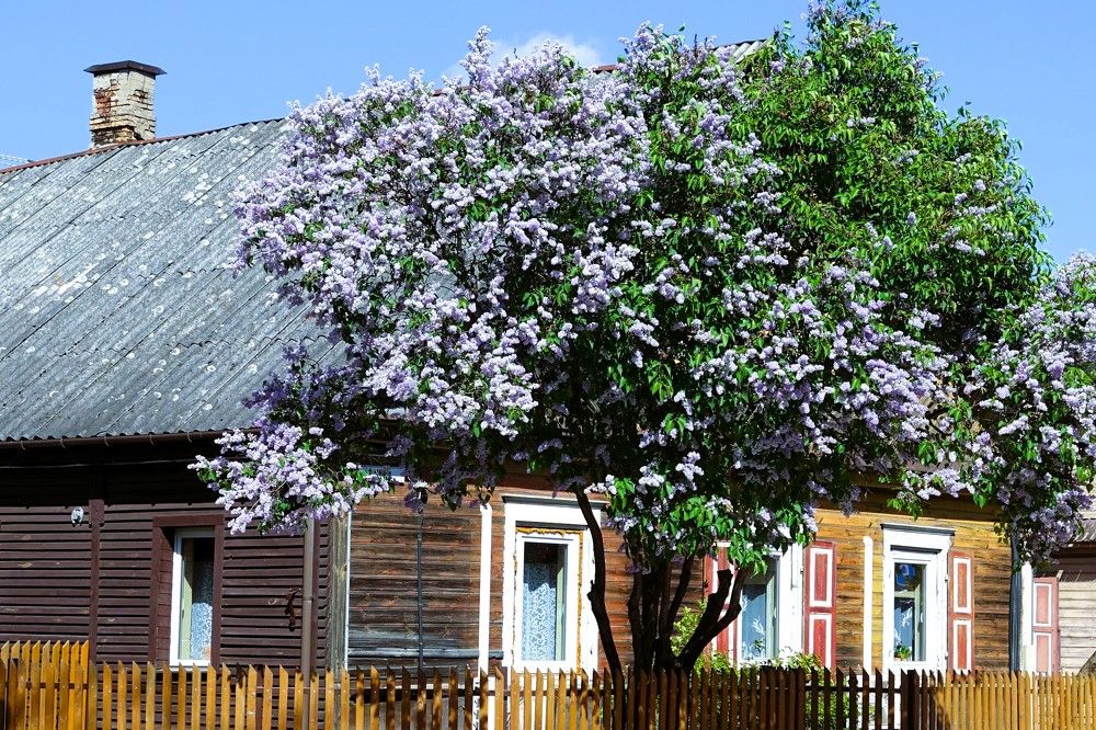 Photograph by jelena konickaja