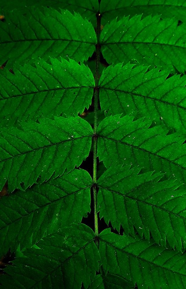 Photograph by Ева Кучугурова