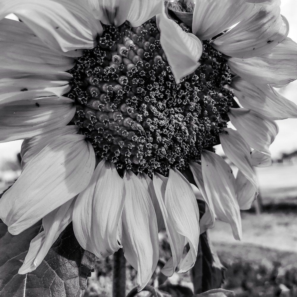 Photograph by Ivan Avitia