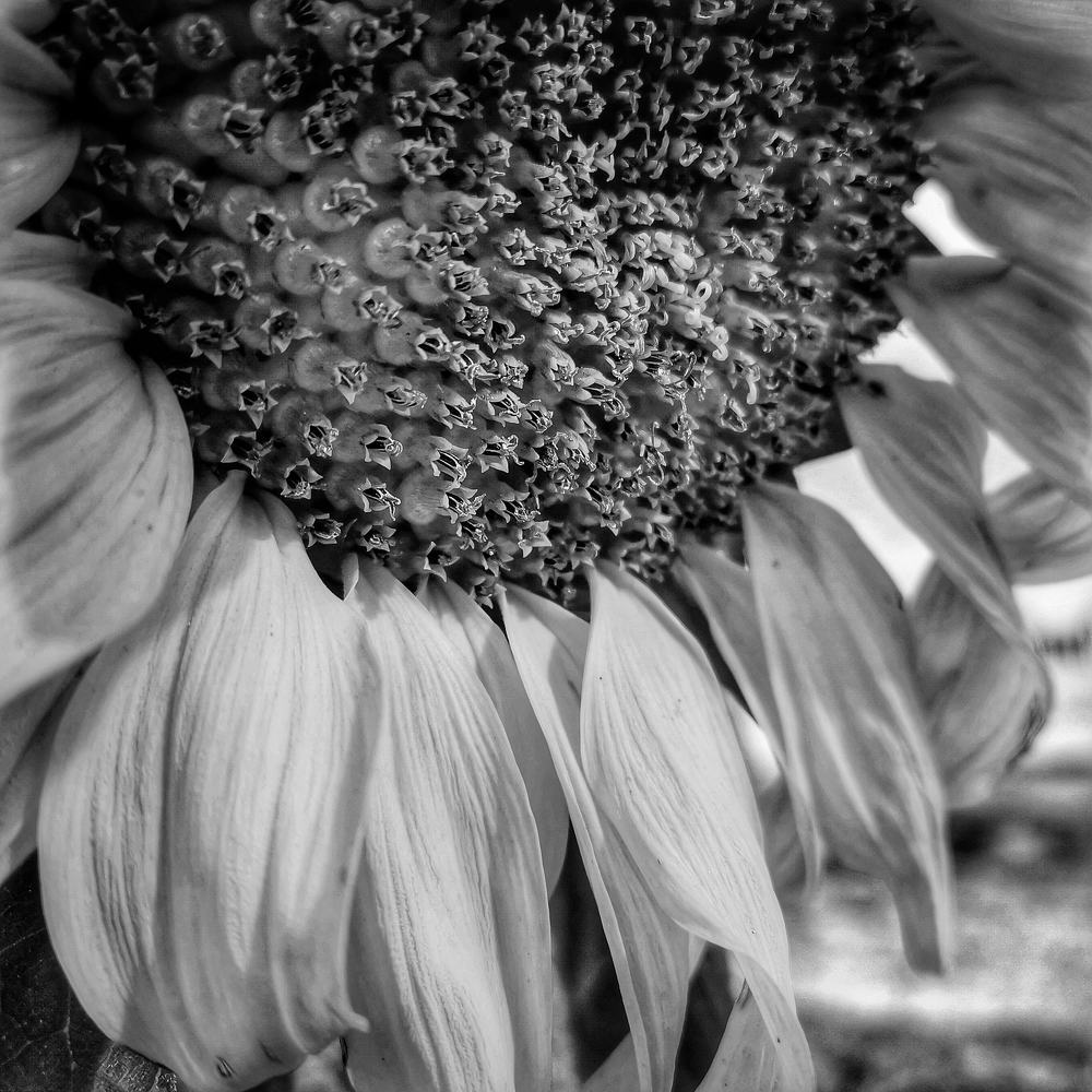 Photograph by Ivan Avitia