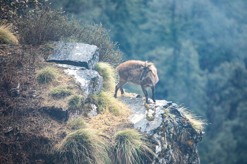 Acrobatic Tahr