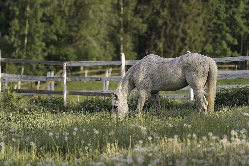 Photograph by Anna Sindikayeva