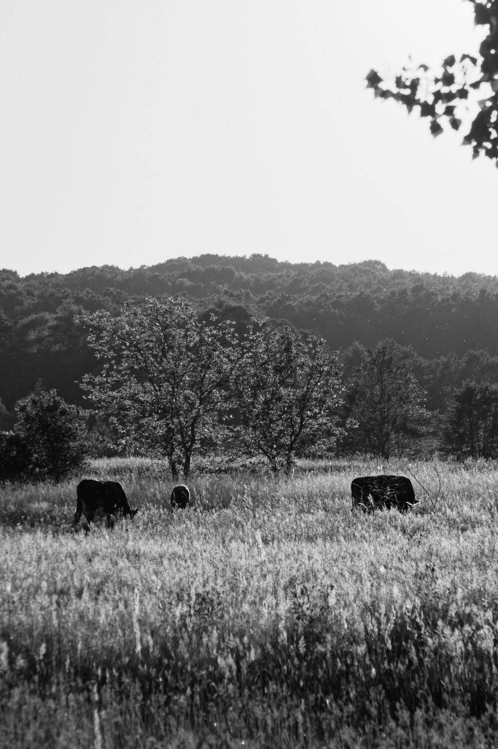 Photo #10659645