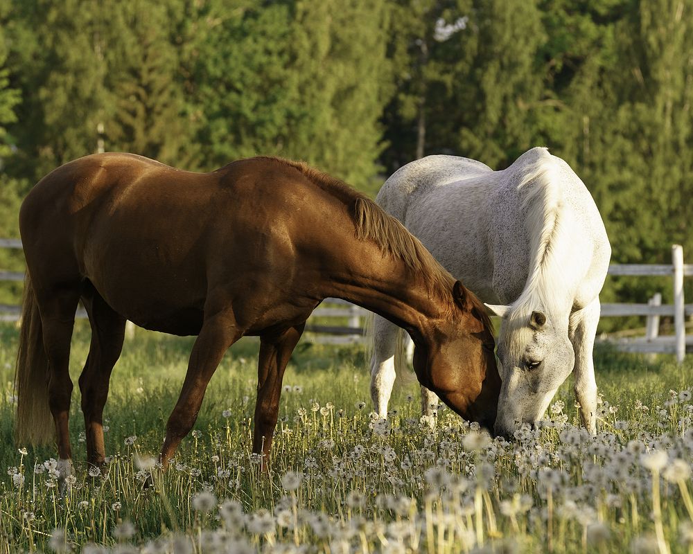 Photograph by Anna Sindikayeva