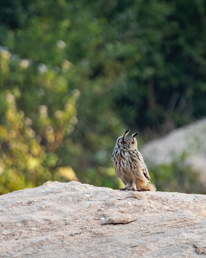 Rock Eagle Owl