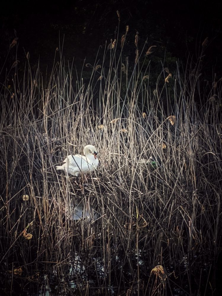 Photograph by Елена Пономарева