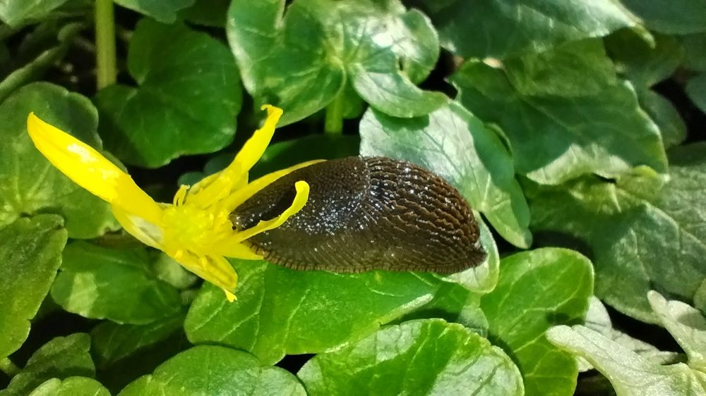 Фотография автора Clarise Joy Evangelista