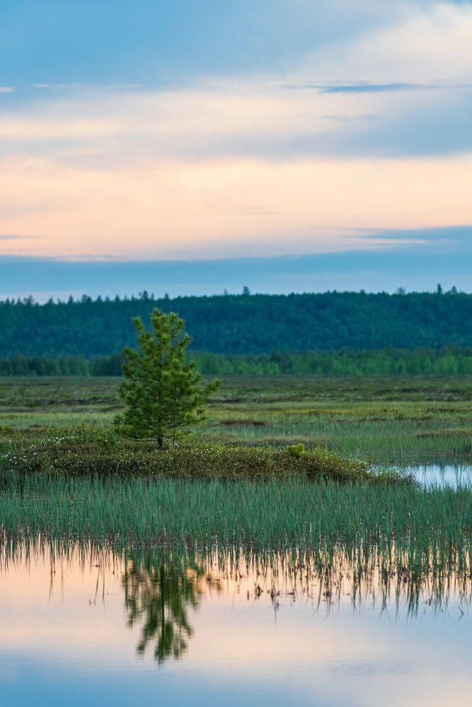 Среди бескрайних болот