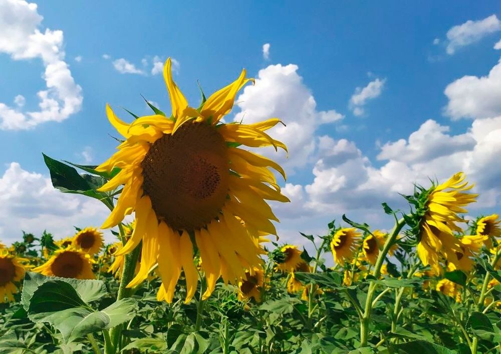 Солнечный цветок