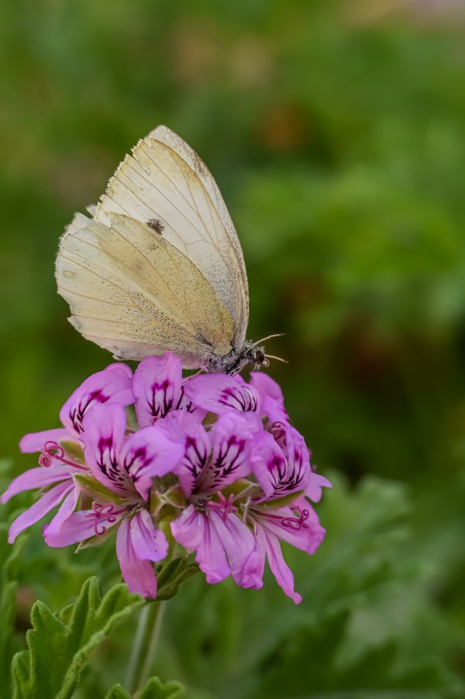 Photograph by imed ghrairi