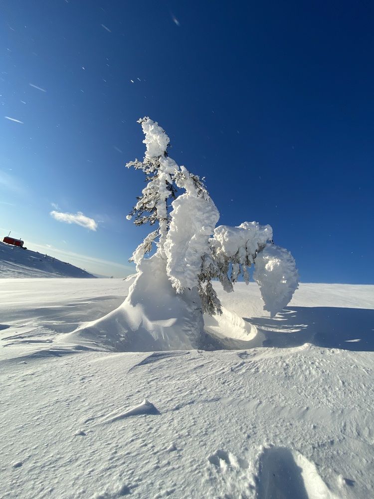 В снежном плену