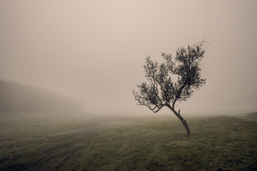 Фотография автора Oleg Suhenko