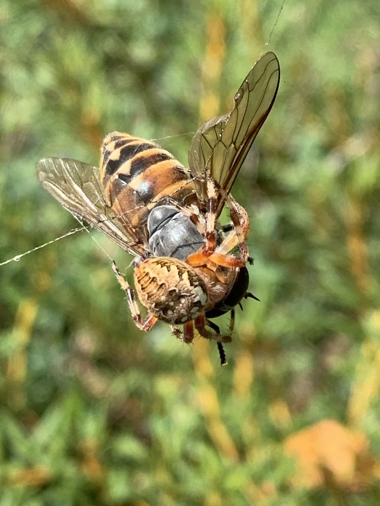Фотография автора Ирина Шпаковская