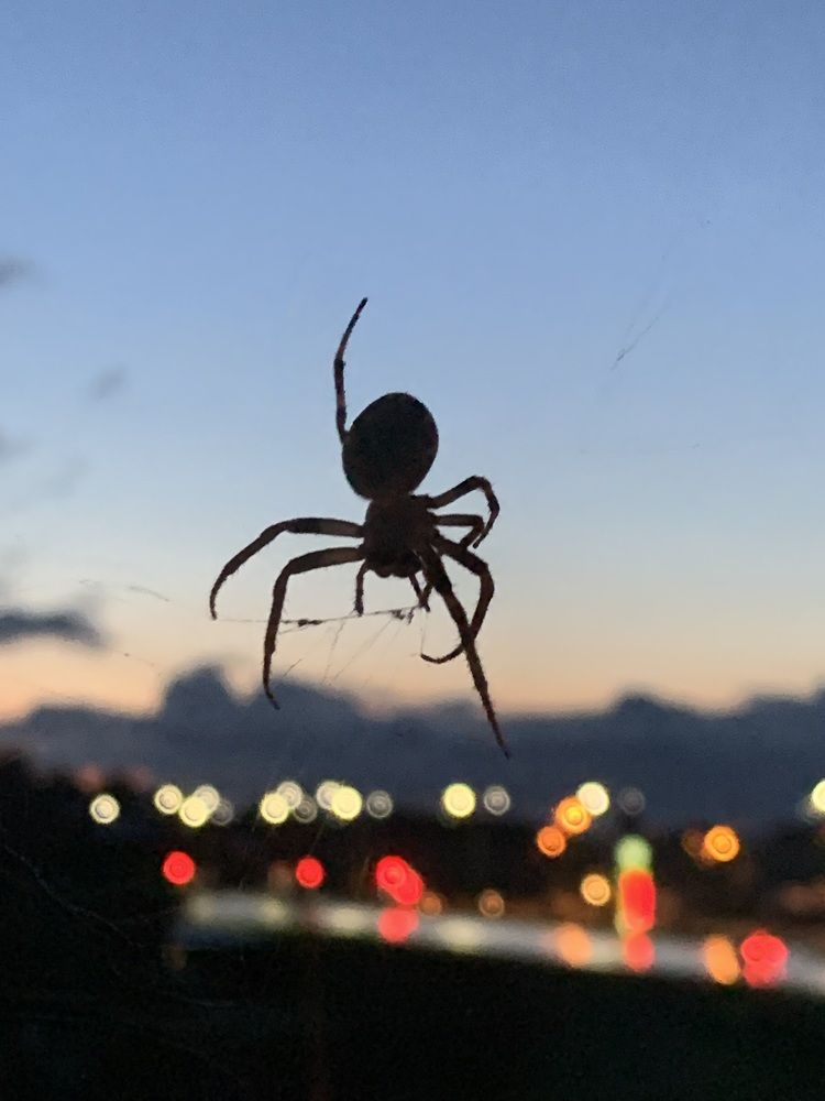 Фотография автора Ирина Шпаковская