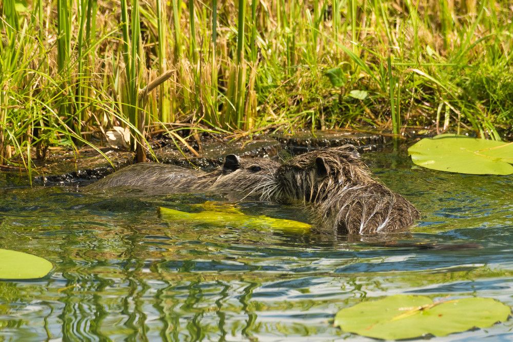 Любовь у бобров