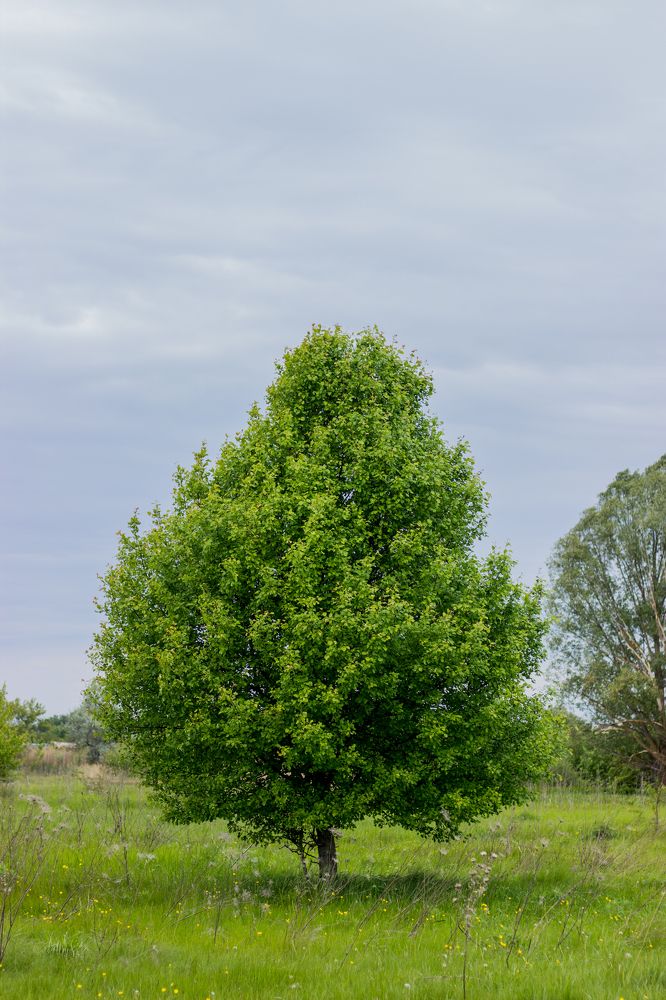 Photograph by Роман Якута