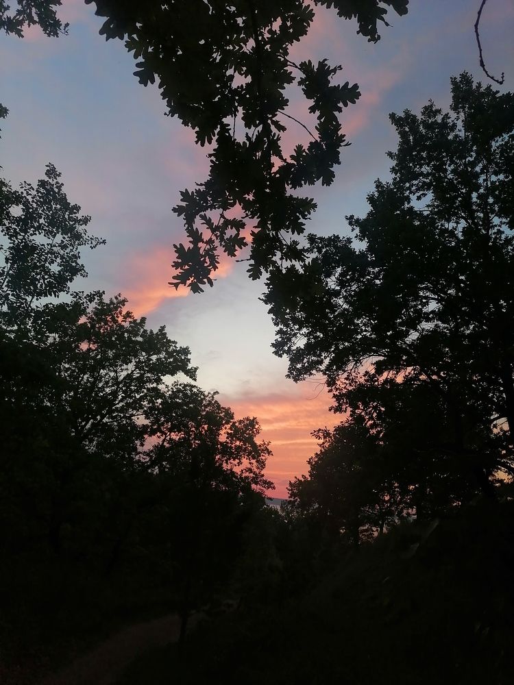 Палитра неба сквозь листву