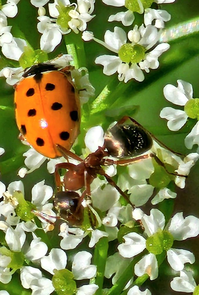 Великолепная божья коровка с приятелем