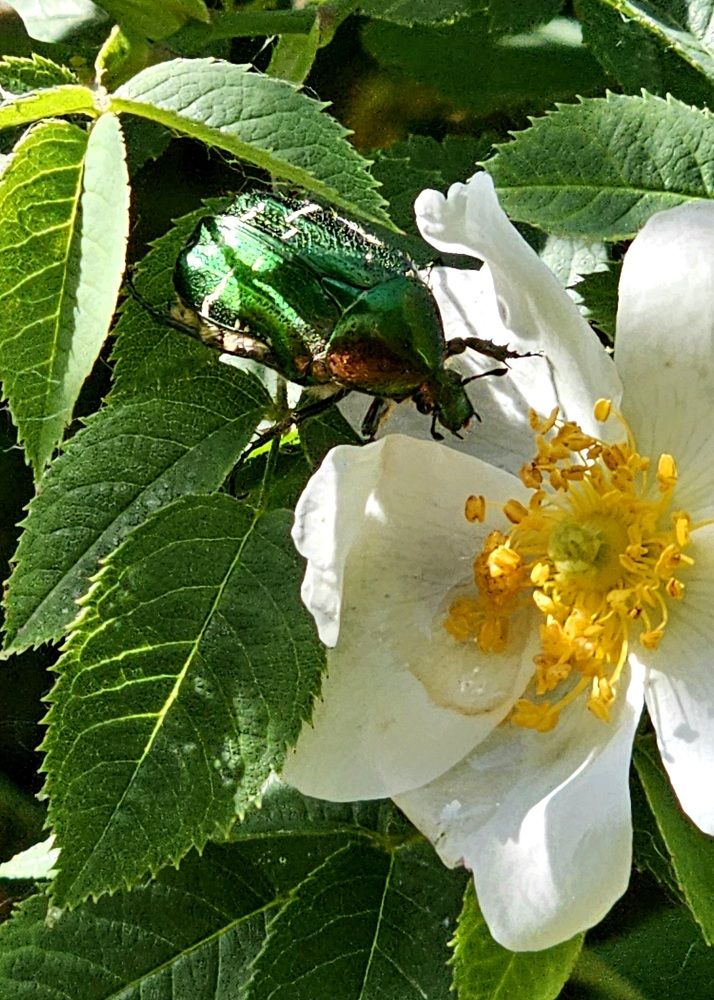 Божественная красота!