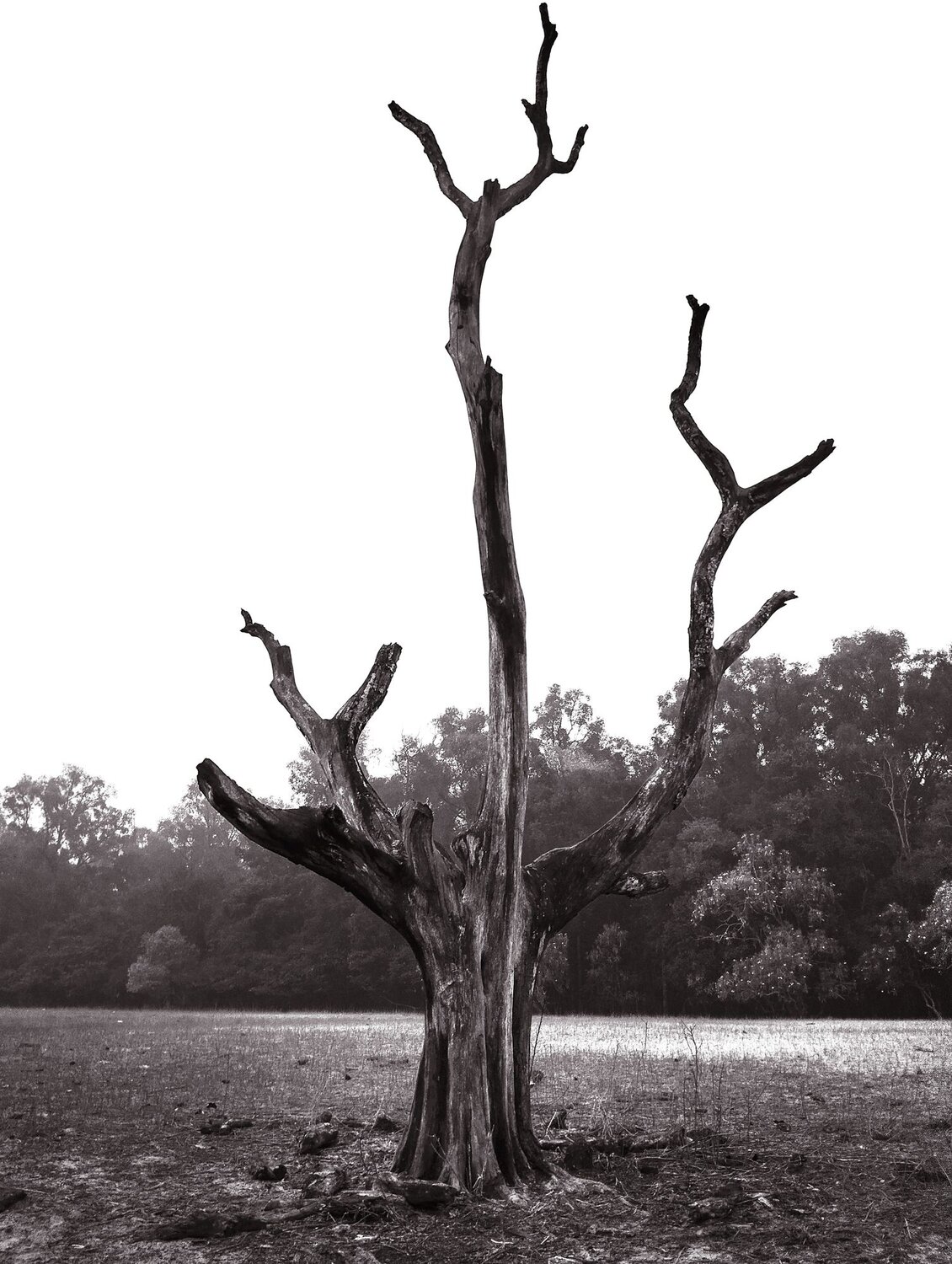 Destitute