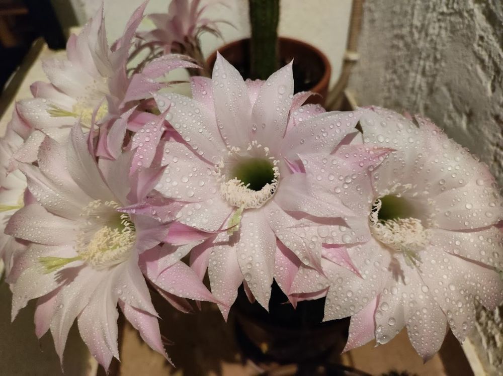 Photograph by Katrina Vassiliou